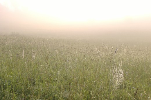 Meadow sunrise