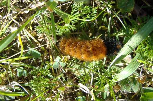 Wooly Bear