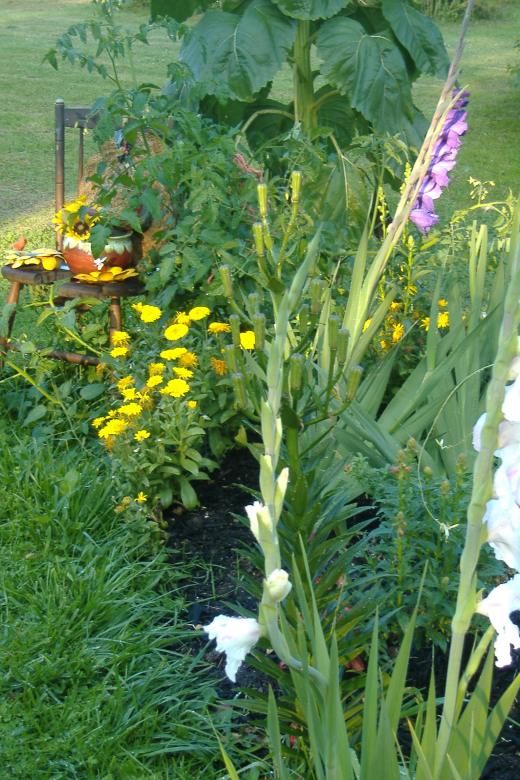 Evening in the garden