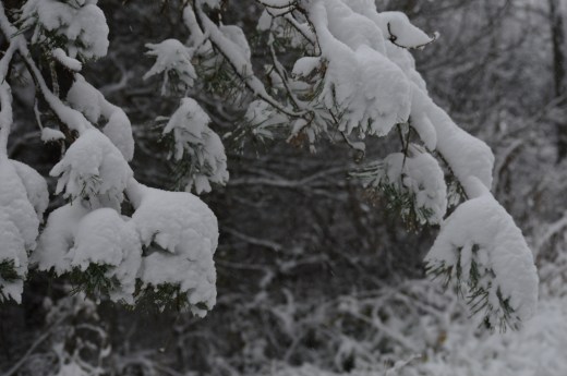 Snow on Pines